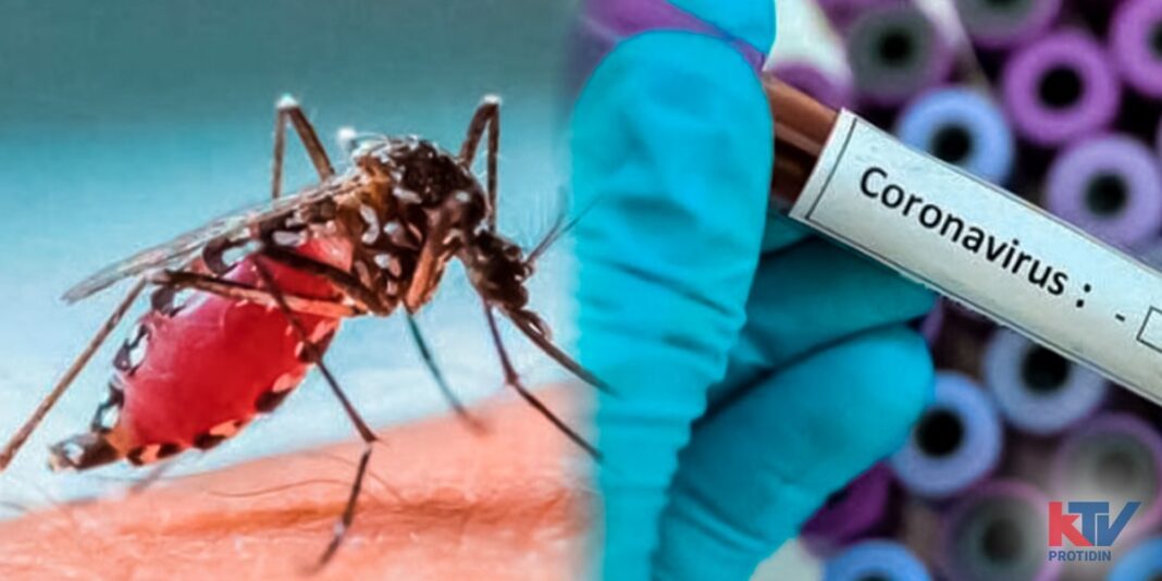 corona dengue news