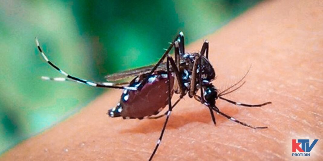 dengue news