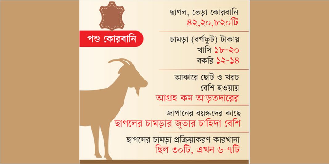 অর্থনীতির বাইরে চলে যাচ্ছে ছাগলের চামড়ার দাম